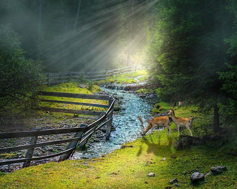 Фотообои Олени у ручья