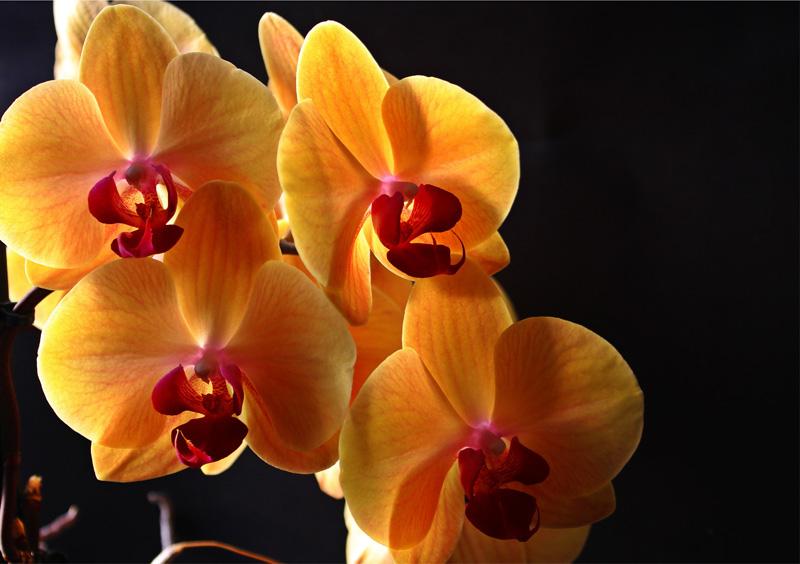Фотообои Оранжевые орхидеи Код:77