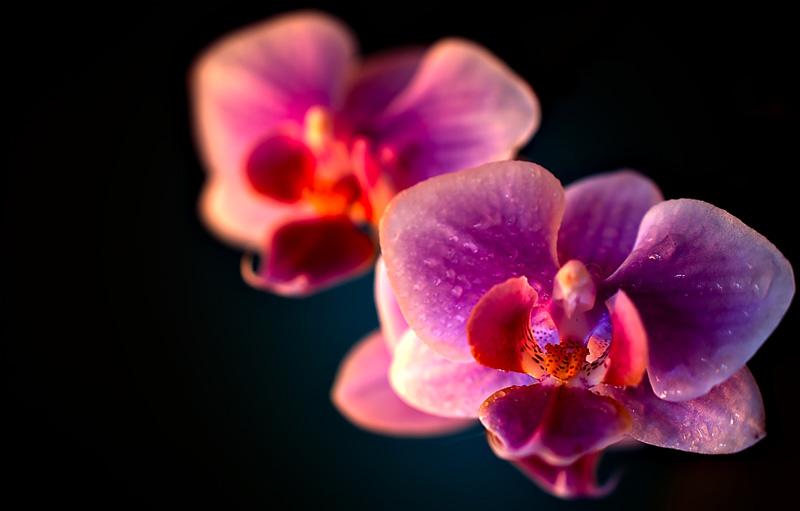 Фотообои Орхидея с каплями росы Код:17
