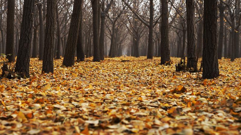 Фотообои Осенний парк Код:554