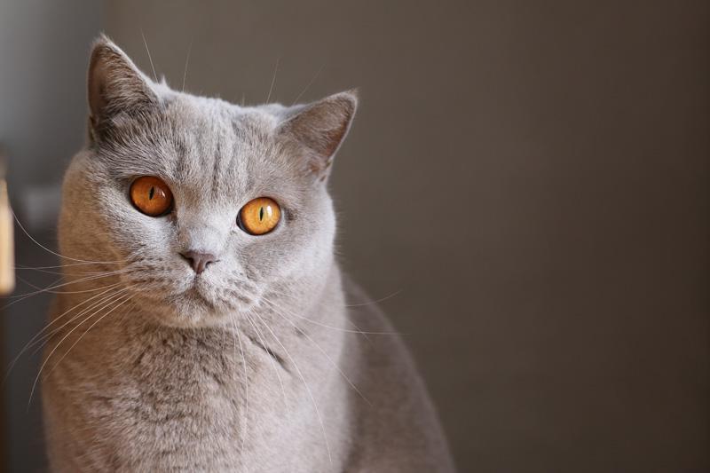 Фотообои Пепельная кошка