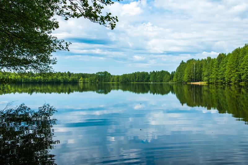 Фотообои Река и лес Код:796