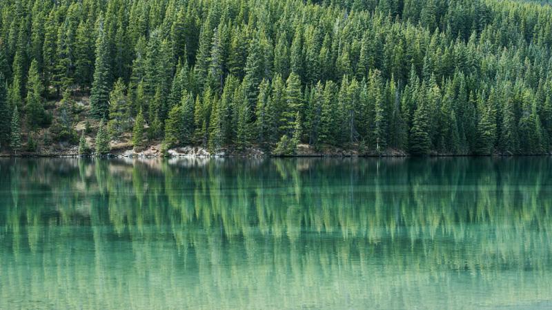 Фотообои Река и лес с отражением Код:803