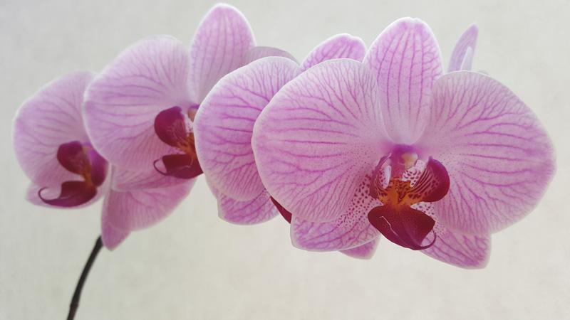 Фотообои Розовая орхидея Код:55