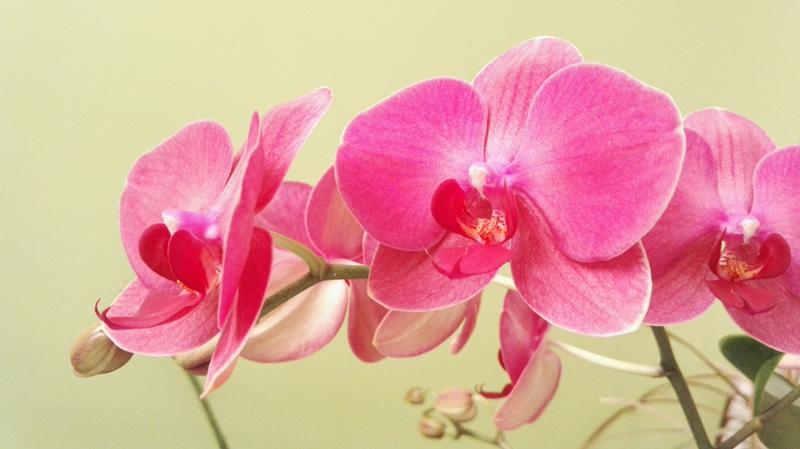 Фотообои Розовые орхидеи Код:4