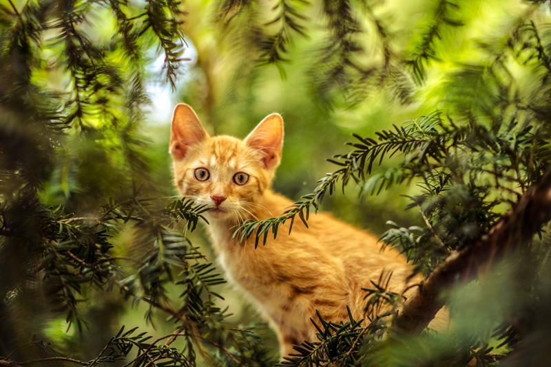 Фотообои Рыжий котенок
