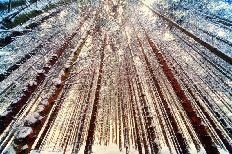 Фотообои Сосновый лес зимой Код:544