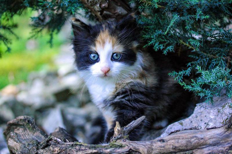 Фотообои Трехцветная кошка