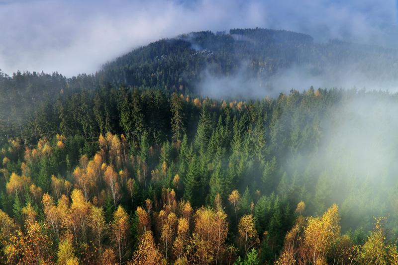 Фотообои Туман над деревьями Код:859