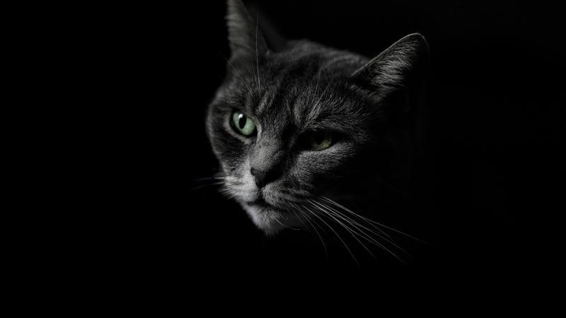 Фотообои Зеленый взгляд кошки Код:2298